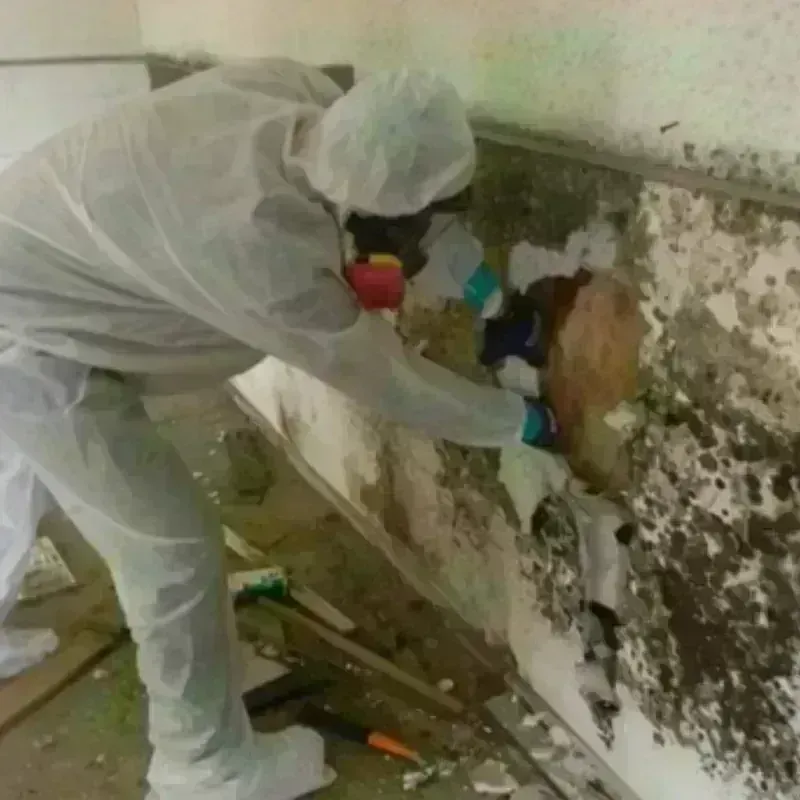 Mold Remediation and Removal in Tri-Lakes, IN